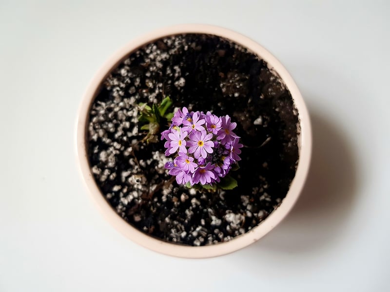 Flowering Basket Display