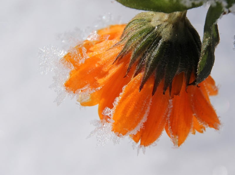 Wrapping plants for winter protection