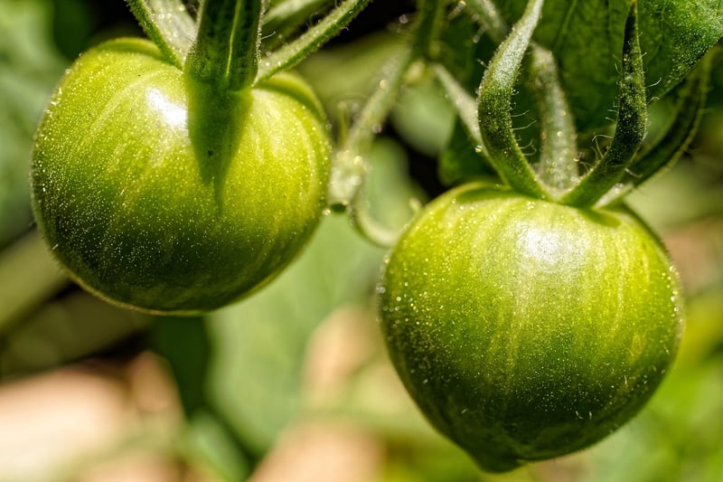 Upside-Down Tomato Planter